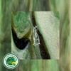 MD388SK Rainforest inset
