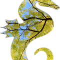 mirror seahorse