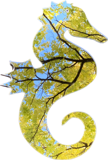 mirror seahorse