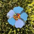 Himalayan Blue Poppy FINAL