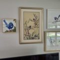 BFairy Wren with Geraldton Wax in Situ